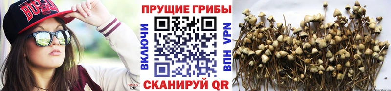 Псилоцибиновые грибы GOLDEN TEACHER  Облучье 
